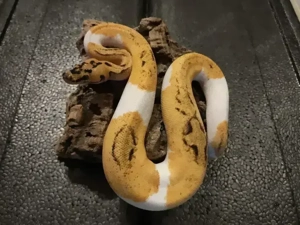 Königspython Nachzuchten ( Ultramel, Stranger,Clown etc)