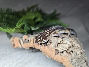 Leopardgecko - Black Night - 0.1