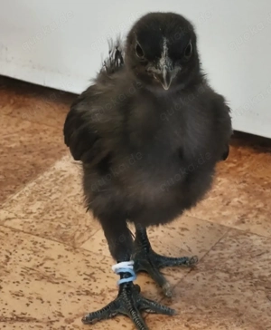 3 Ayam Cemani Küken 