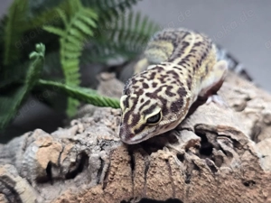 Leopardgecko - Black Night - 0.1