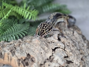 Leopardgecko - Black Night - 0.1 Bild 2