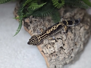 Leopardgecko - Black Night - 0.1 Bild 3