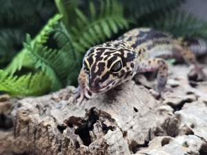 Leopardgecko - Black Night - 0.1