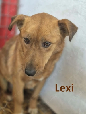 Lexi - kleine Seele sucht großes Herz