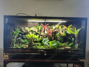 Dendrobaten Regenwald Terrarium 