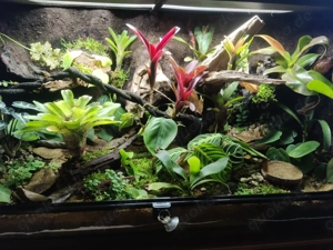 Dendrobaten Regenwald Terrarium 