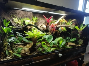 Dendrobaten Regenwald Terrarium 