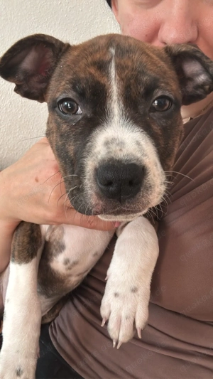 Liebevoll aufgezogene Mischlingswelpen suchen ein Zuhause