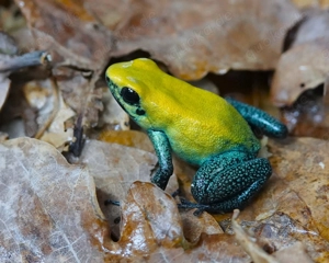 Phyllobates bicolor - Zweifarbiger Blattsteiger DNZ halbwüchsige Tiere - Tierversand oder Abholung 