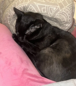 Kater mit Verpflegungsgeld