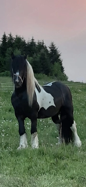 Barockpinto, Pinto, Pferd, Fohlen, Hengst Bild 9
