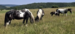 Barockpinto, Pinto, Pferd, Fohlen, Hengst Bild 10