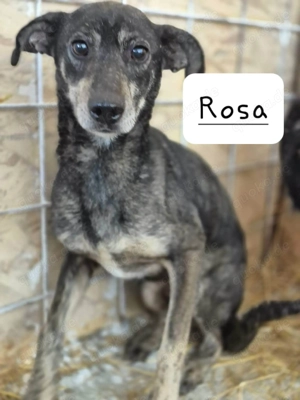 Rosa   sucht erfahrene Menschen mit Geduld und Verständnis