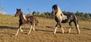 Barockpinto, Pinto, Pferd, Fohlen, Hengst Bild 3