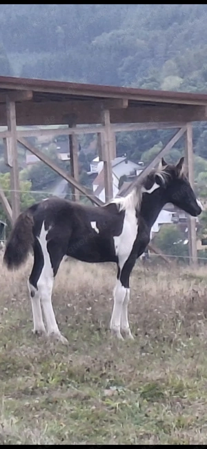 Barockpinto, Pinto, Pferd, Fohlen, Hengst Bild 2