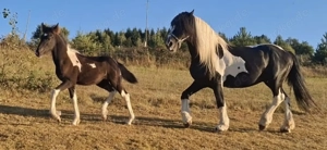 Barockpinto, Pinto, Pferd, Fohlen, Hengst Bild 4