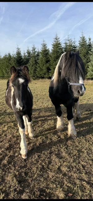 Barockpinto, Pinto, Pferd, Fohlen, Hengst Bild 8