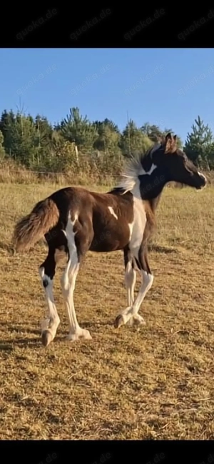 Barockpinto, Pinto, Pferd, Fohlen, Hengst Bild 6