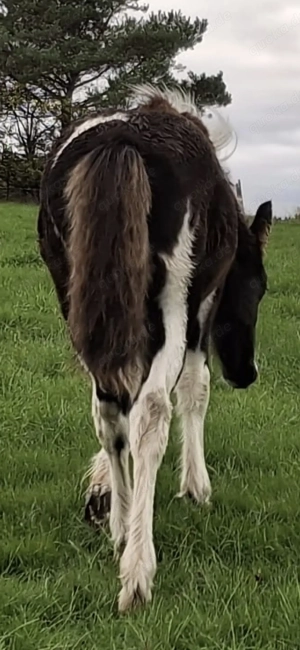 Barockpinto, Pinto, Pferd, Fohlen, Hengst Bild 7