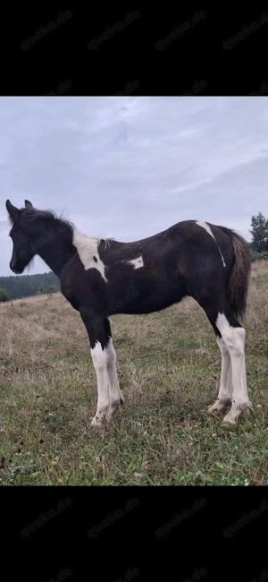 Barockpinto, Pinto, Pferd, Fohlen, Hengst Bild 5