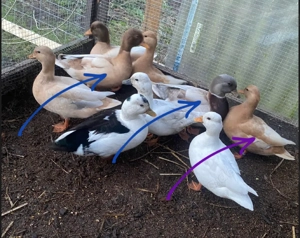 Zwerg Enten zu verkaufen