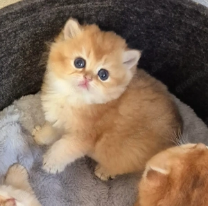 BKH Kitten mit Stammbaum 