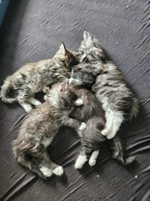 Maine Coon Mix Kitten