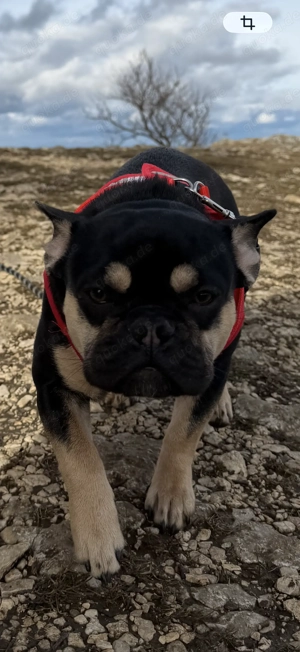 Französische Bulldogge Mädchen 9 Monate 