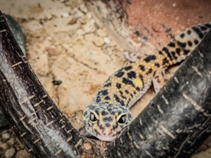 Leopardgeckos Weibchen 