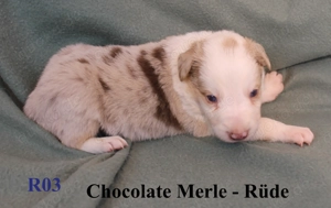 Border Collie Welpen