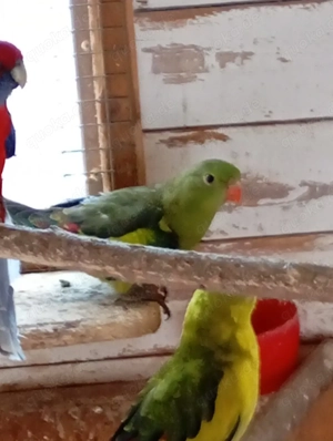 Bergsittiche  Bild 2