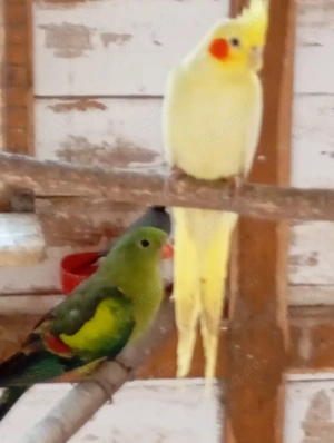 Bergsittiche  Bild 3