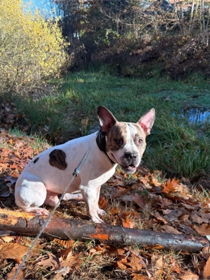 Wunderschöner Rüde als Deckrüde verfügbar Bild 3