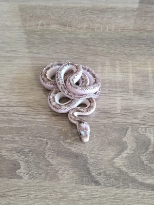 0.1 Schwarze Erdnatter (Licorice) - Pantherophis obsoletus obsoletus