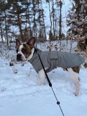 Wunderschöner Rüde als Deckrüde verfügbar Bild 2