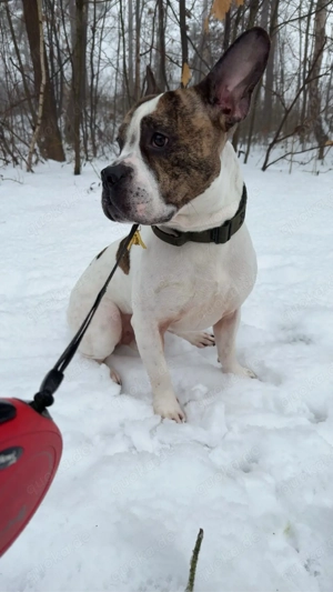 Wunderschöner Rüde als Deckrüde verfügbar Bild 4