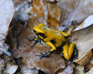 Phyllobates terribilis "Blackfoot Tesoros" Schrecklicher Blattsteiger  - Tierversand oder Abholung
