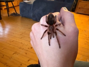 Vogelspinnen euathlus truculentus blue