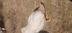 5 weiße Hähne abzugeben 