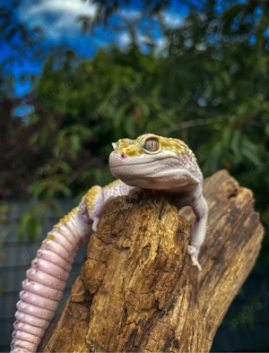 leopardgeckos 