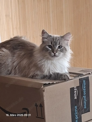 Mao   kleiner Prinz mit großer Persönlichkeit sucht Zuhause