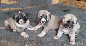 Kangal welpen 