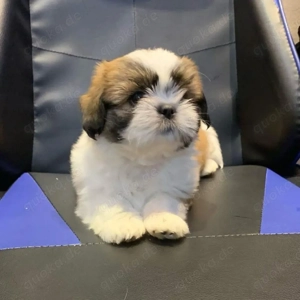 Shih-Tzu-Welpe