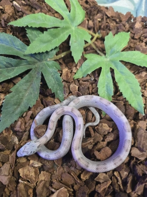 3.0 Anery Sunkissed Motley