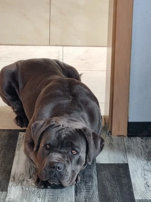 cane corso 