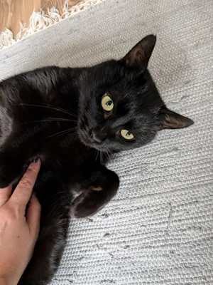 Melfi & Gines   zwei besondere Kater suchen ein liebevolles Zuhause