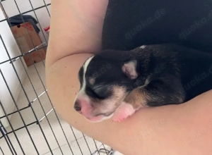 süße mix welpen abzugeben 