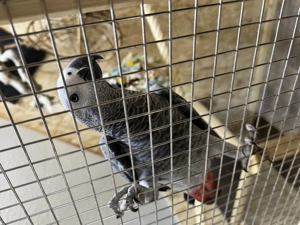 Graupapagei Männlich 