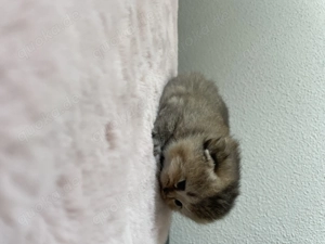 BKH golden tabby, black golden tabby 