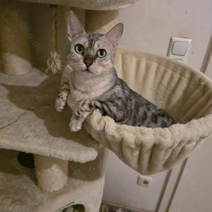 Reinrassige Bengal Katze 